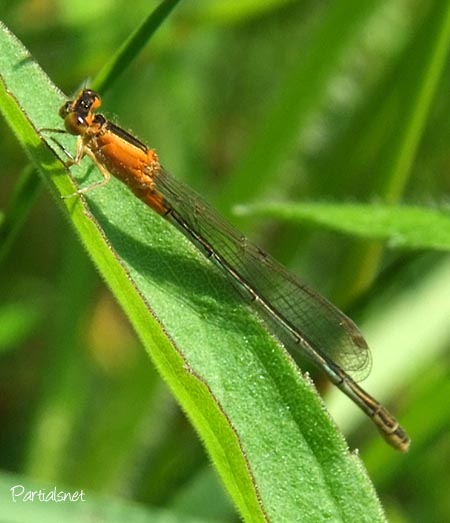 アジアイトトンボ