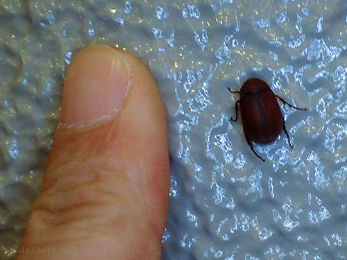 アカビロウドコガネ