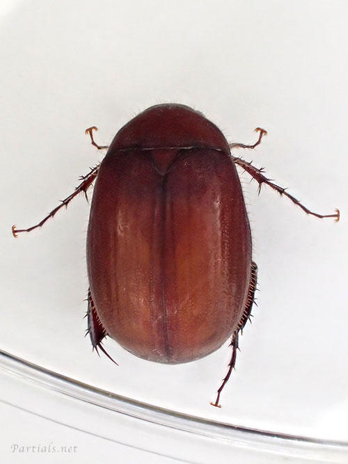 アカビロウドコガネ