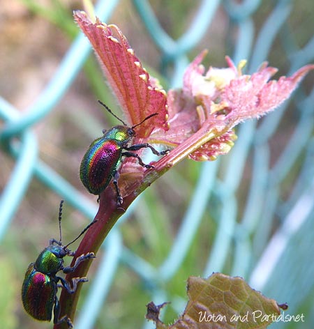 アカガネサルハムシ