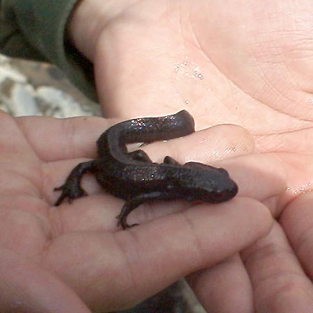 アカハライモリ