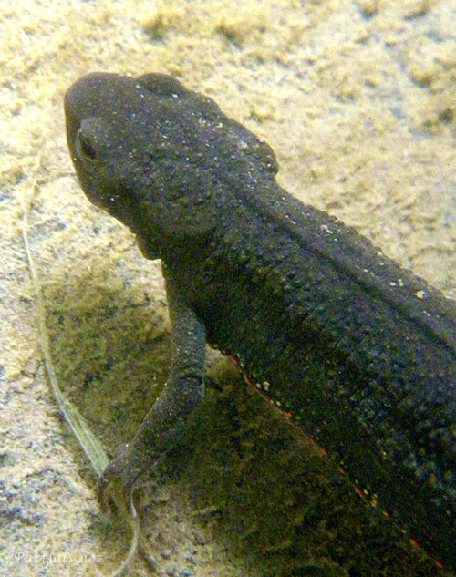 アカハライモリ