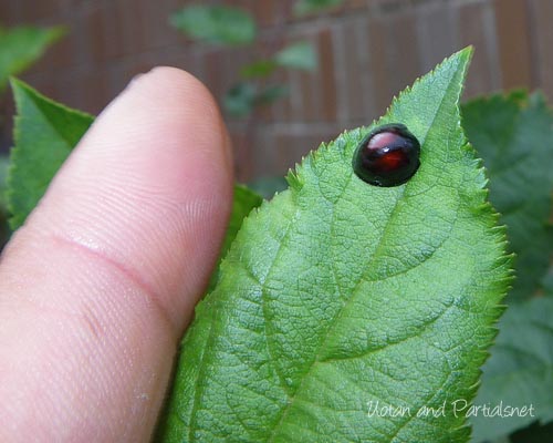 アカホシテントウ