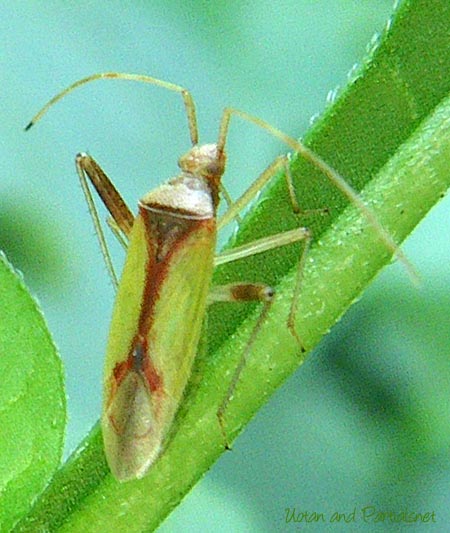 アカホシカスミカメ