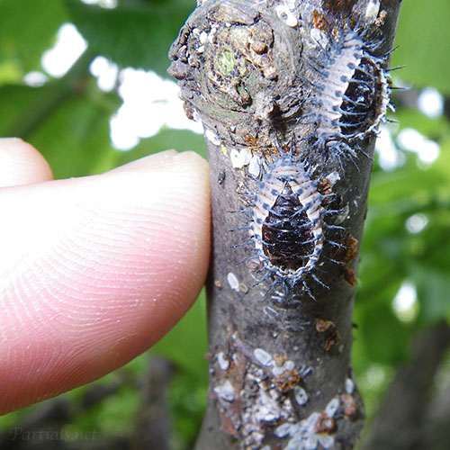 アカホシテントウのさなぎ
