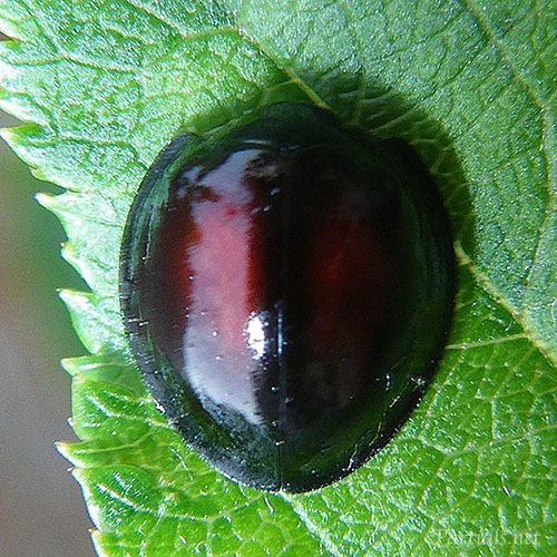 アカホシテントウ