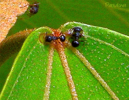 アカメガシワと蟻
