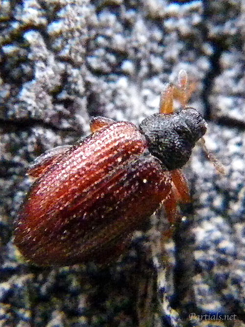 アカアシノミゾウムシ