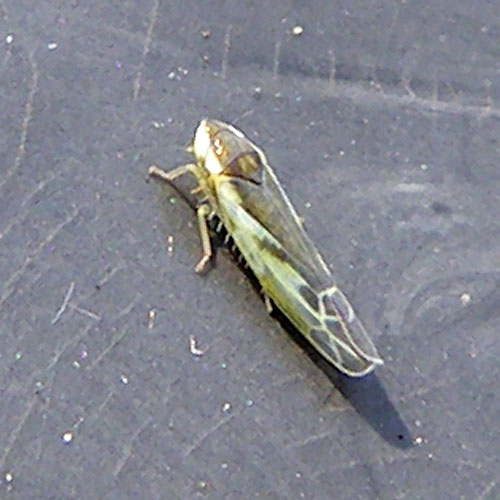 アカシヒメヨコバイ