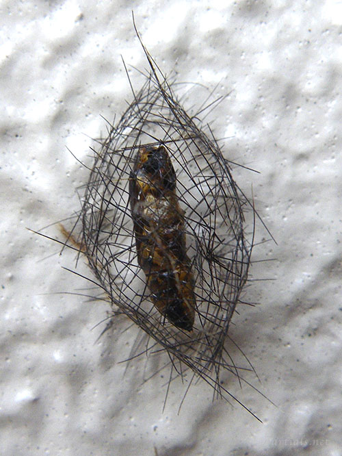 アカスジシロコケガの繭