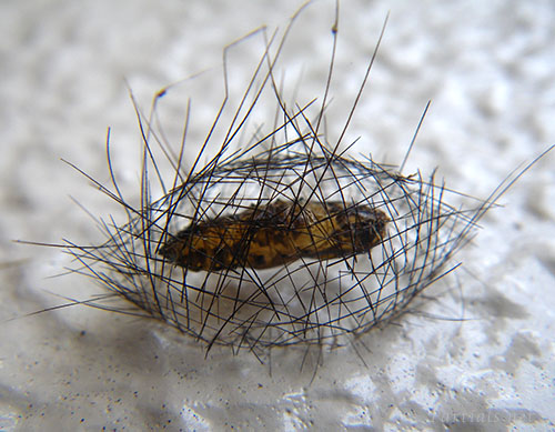 アカスジシロコケガの蛹