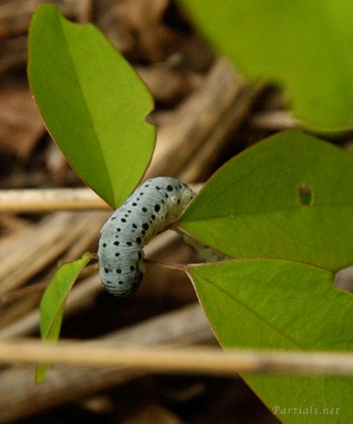 アケビコンボウハバチ幼虫