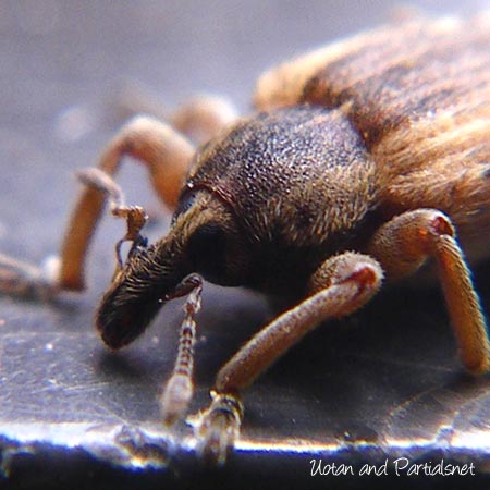 アルファルファタコゾウムシ