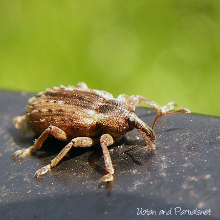 アルファルファタコゾウムシ