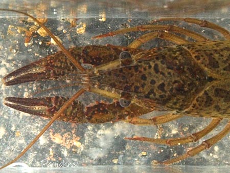 アメリカザリガニ