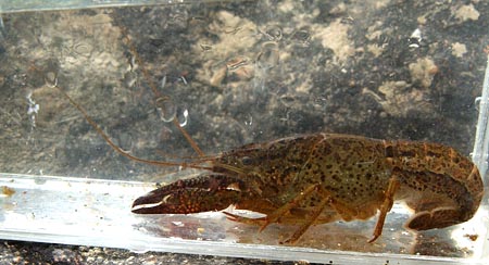 ニホンザリガニと間違いやすい