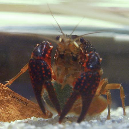 これなら誰が見てもアメザリ