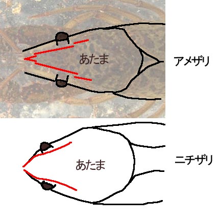 アメリカザリガニ