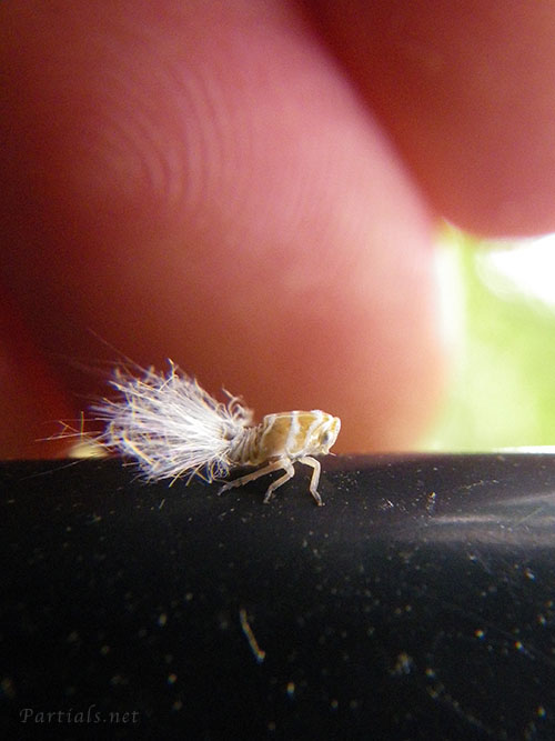 アミガサハゴロモ幼虫