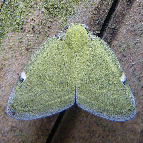 アミガサハゴロモ