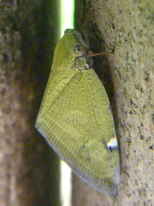 アミガサハゴロモ