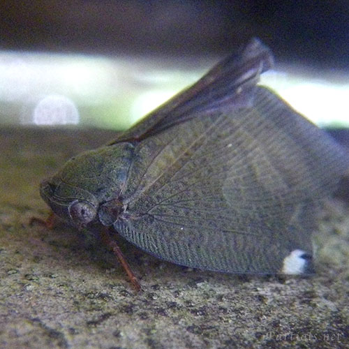 アミガサハゴロモ