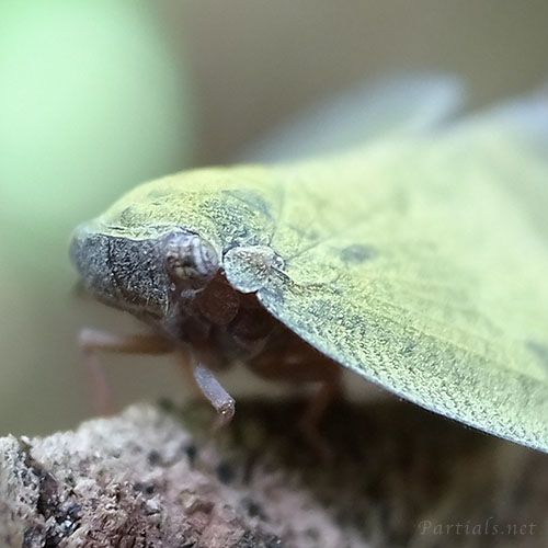 アミガサハゴロモ