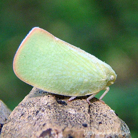 アオバハゴロモ