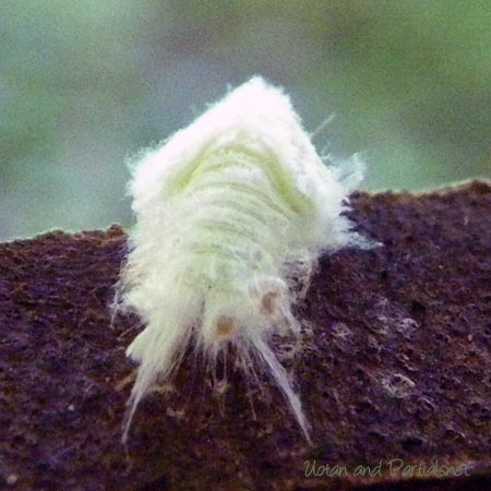 アオバハゴロモ幼虫