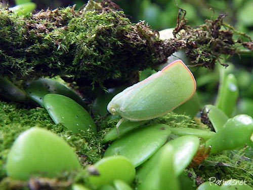 アオバハゴロモ