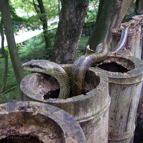 アオダイショウ