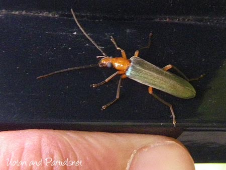 アオカミキリモドキ