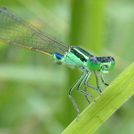 アオモンイトトンボ