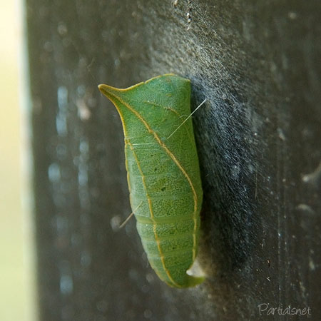 アオスジアゲハのサナギ
