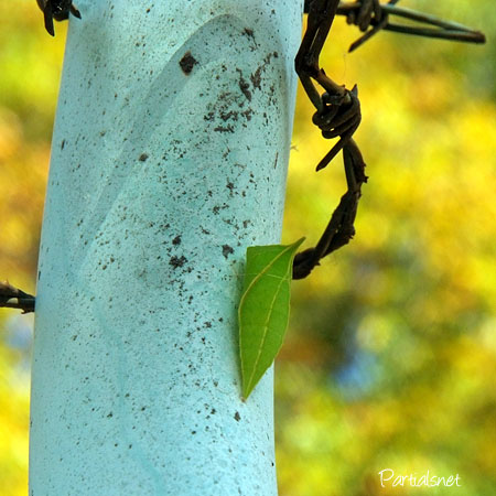 アオスジアゲハのサナギ