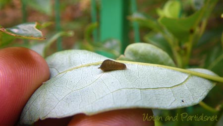 アオスジアゲハ２齢幼虫