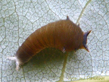 アオスジアゲハ２齢幼虫