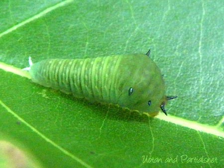 アオスジアゲハ３齢幼虫