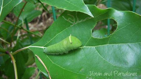 アオスジアゲハ４齢幼虫