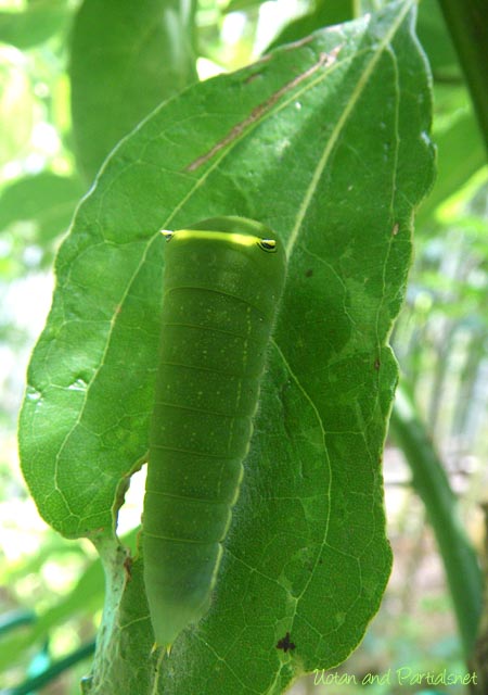 アオスジアゲハ５齢幼虫