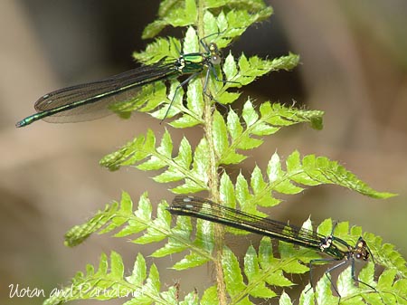 アサヒナカワトンボ