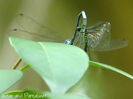 アサヒナカワトンボ