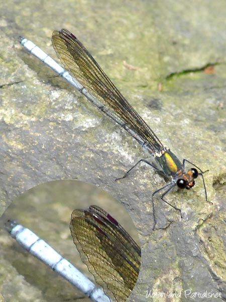 アサヒナカワトンボのオスとメス