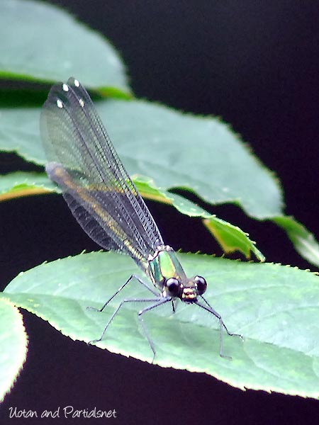 アサヒナカワトンボのメス