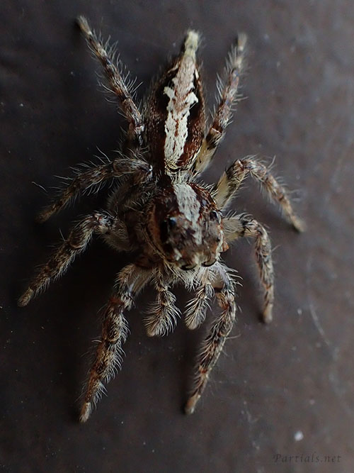 アシブトハエトリ