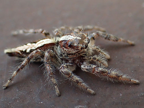 アシブトハエトリ　♀