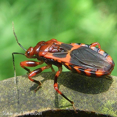 アシマダラアカサシガメ