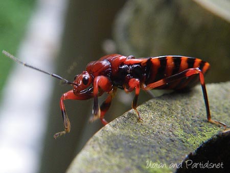 ビロウドサシガメ亜科