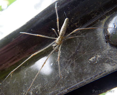 アシナガグモ
