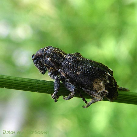 アトモンサビカミキリ